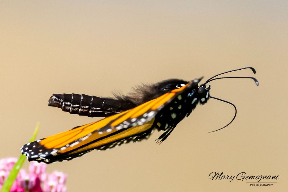 Viceroy butterfly takes flight off the milkweed.