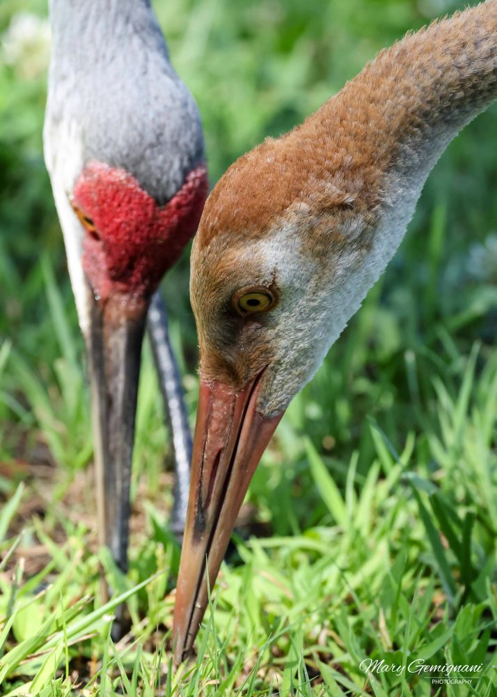 A young Sandhill Crane is foraging near one of it's parents. The young crane is called a colt. It has very fleshy orange coloring until closer to maturity when it will change to a gray body, a red crown, and amber eyes like it's parents.