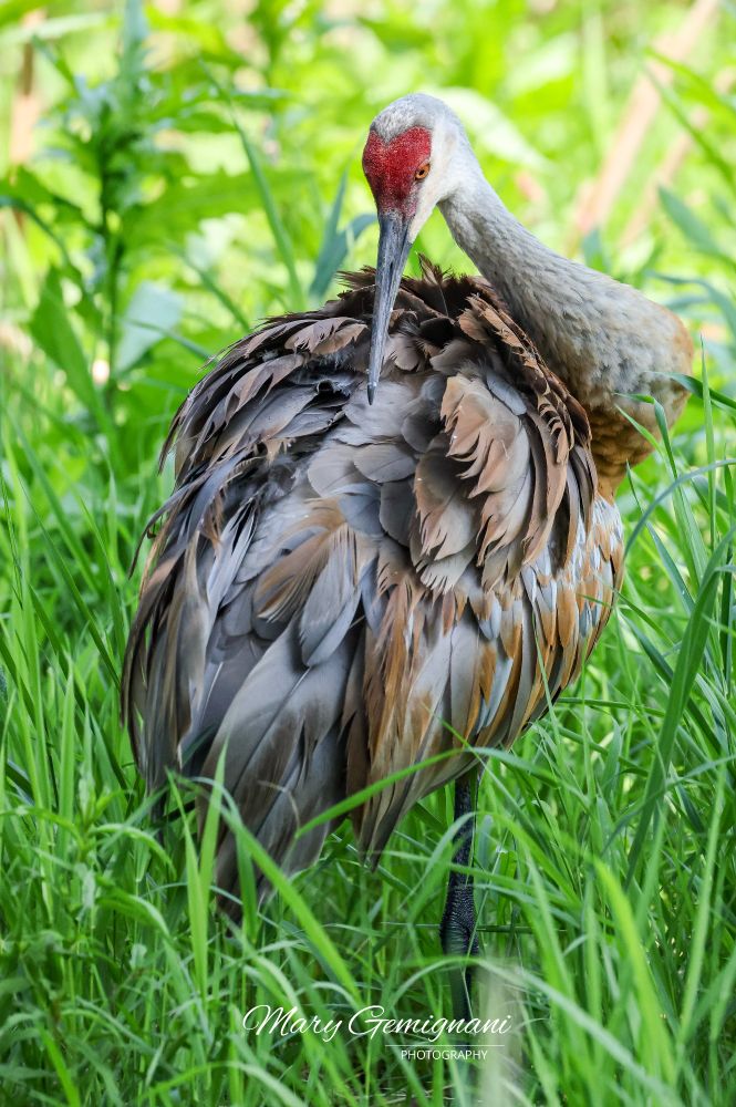 A large gray bird with a red crown and amber eyes is preening in some tall grass.