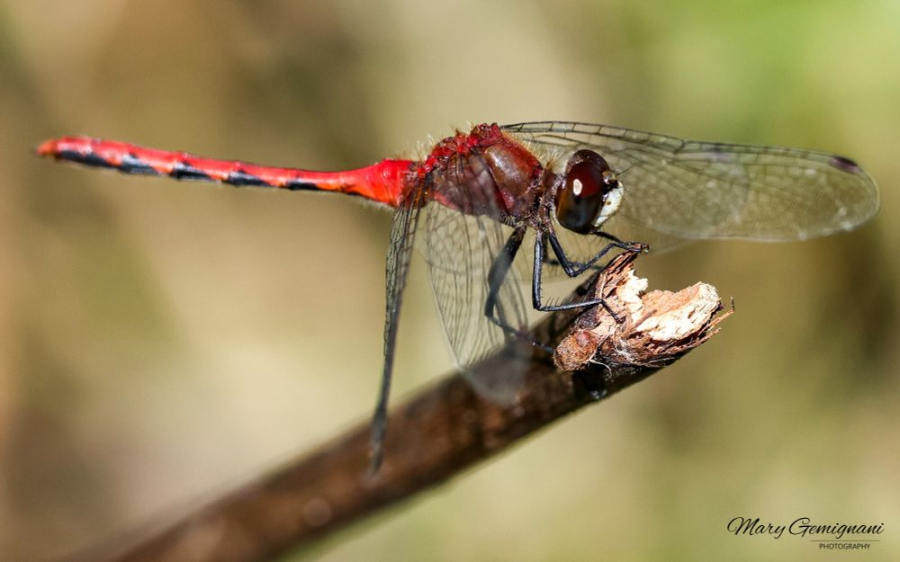 A red dragonfly is perched on a broken plant branch.