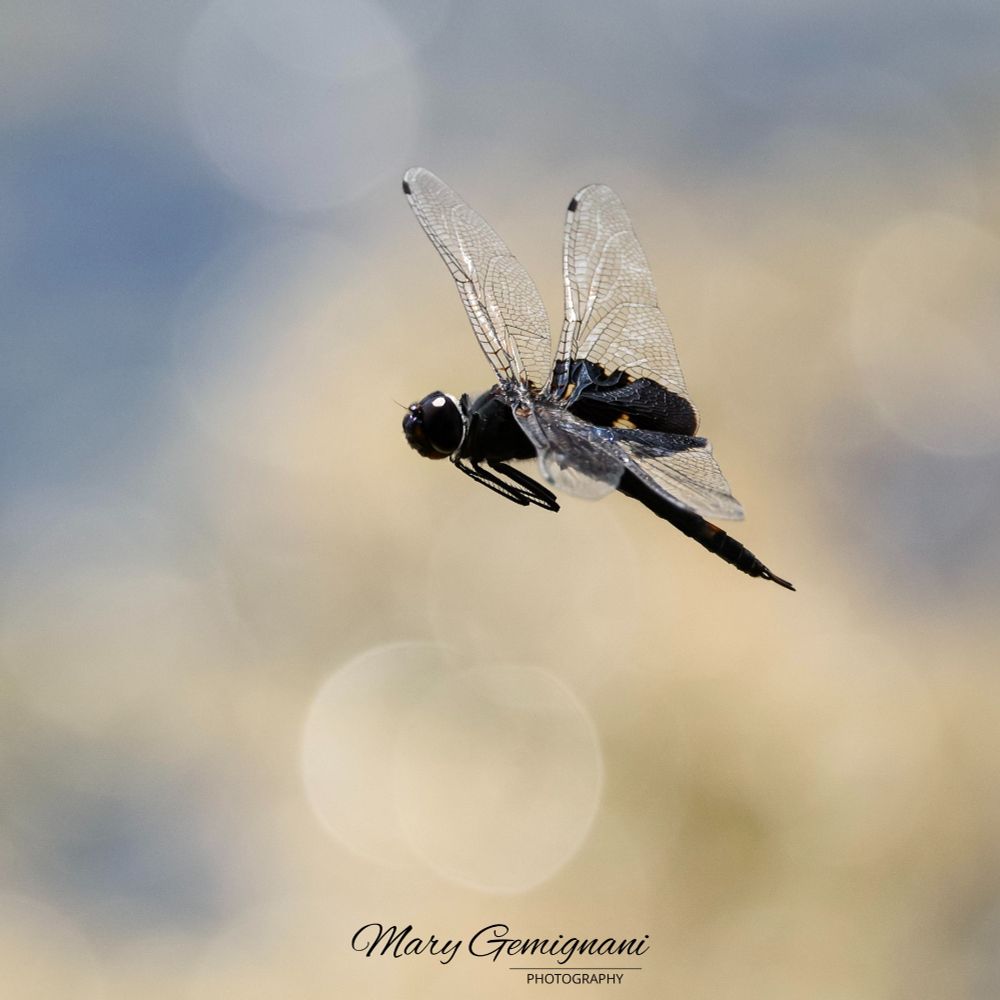 The image is of a dragonfly in-flight.