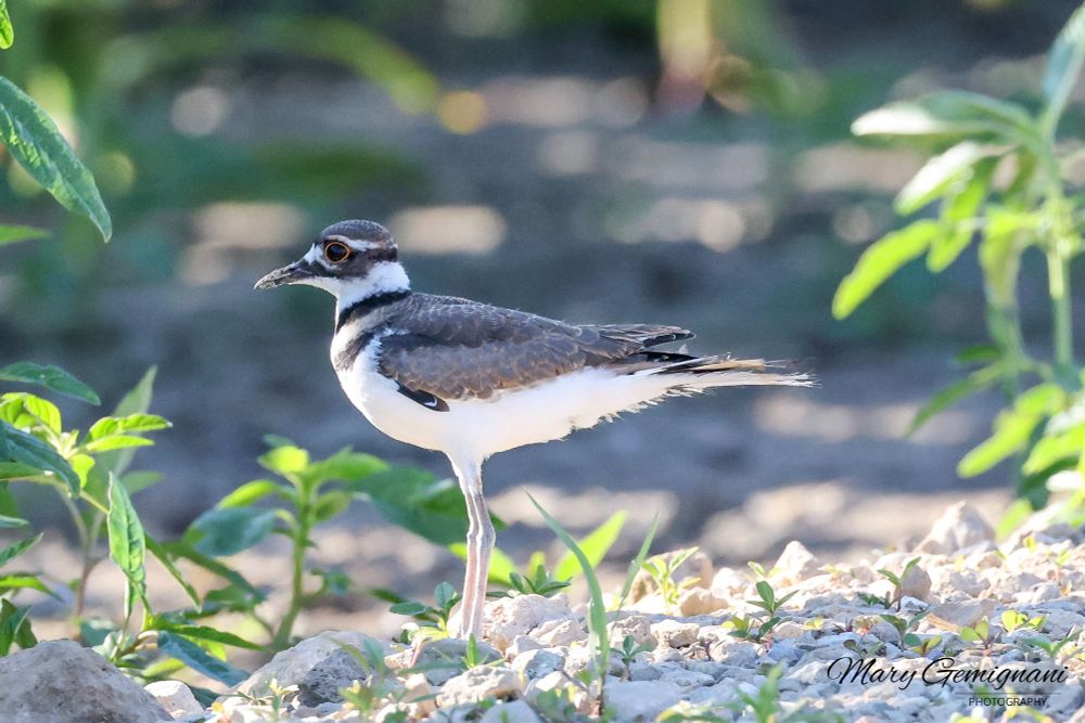 Young Kildeer on some gravel near the edge of a corn field. The bird has a yellow ring around a large dark eye. Brown back with white breast and underparts. It also has two dark rings and on light ring marking around the lower neck and upper chest.