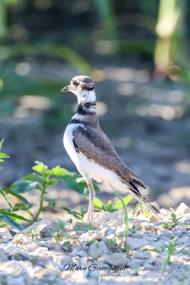 Young Kildeer on some gravel stretching it's neck high to see the surrounding area and the photographer as well.  It shows how thin the bird's neck is. 