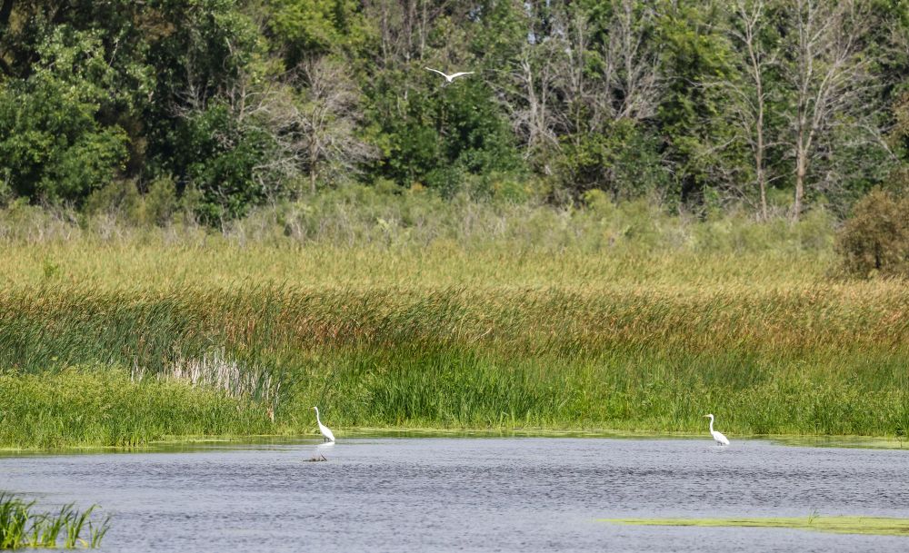 A few (three) Great Egrets enjoying their habitat in the marsh waters with huge reeds and a nice tree line behind them.