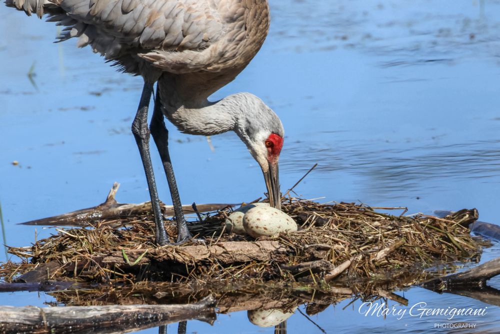 Mary Gemignani: Sandhill Crane tending to her eggs. — Bluesky