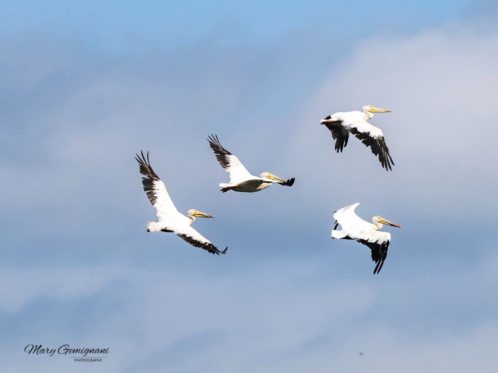 Four American White Pelicans in flight.