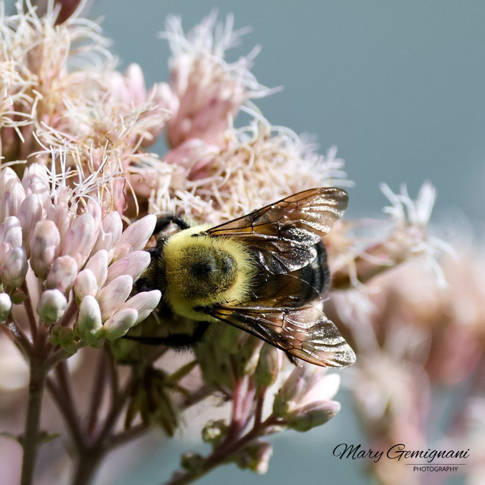 Bee sipping nectar.