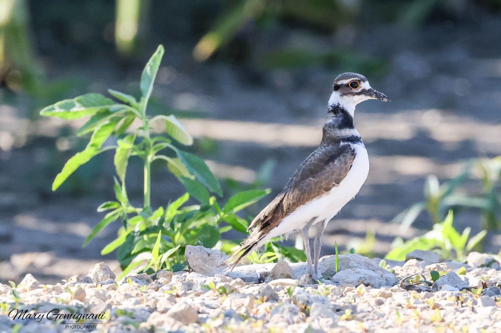 Young Kildeer on some gravel stretching it's neck high to see the surrounding area and the photographer as well.  It shows how thin the bird's neck is. 