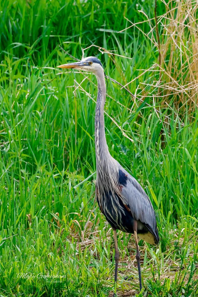 Large blue bird is standing on the shoreline of an urban pond.