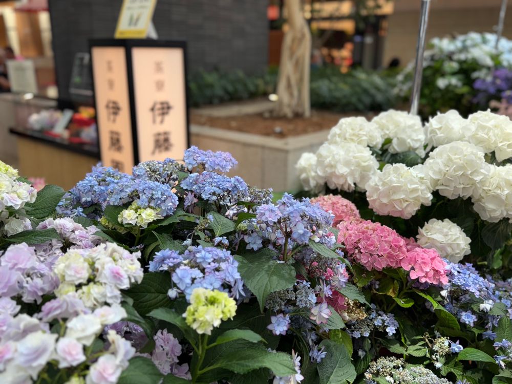hydrangea flowers and blurred entrance of Itoen cafe in the background 