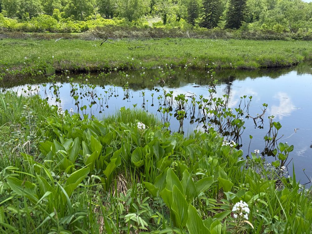 marsh area with some plants protruding out of the water
