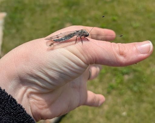 A photo of an insect on the side of a white person's outstretched hand. The insect strongly resembles a shorter-legged mosquito but is about an inch and a half long, not counting long thin antennae. 