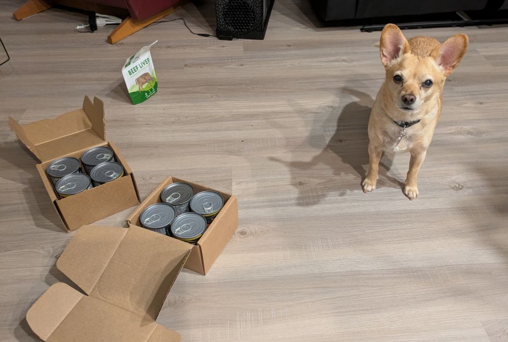 Photo of small orangish brown dog with huge ears looking intently at the camera. On the floor to his right are two boxes of canned dog food and a packet of treats. Whatever it is he's been sniffing around for and pleading to have, these are not it. 