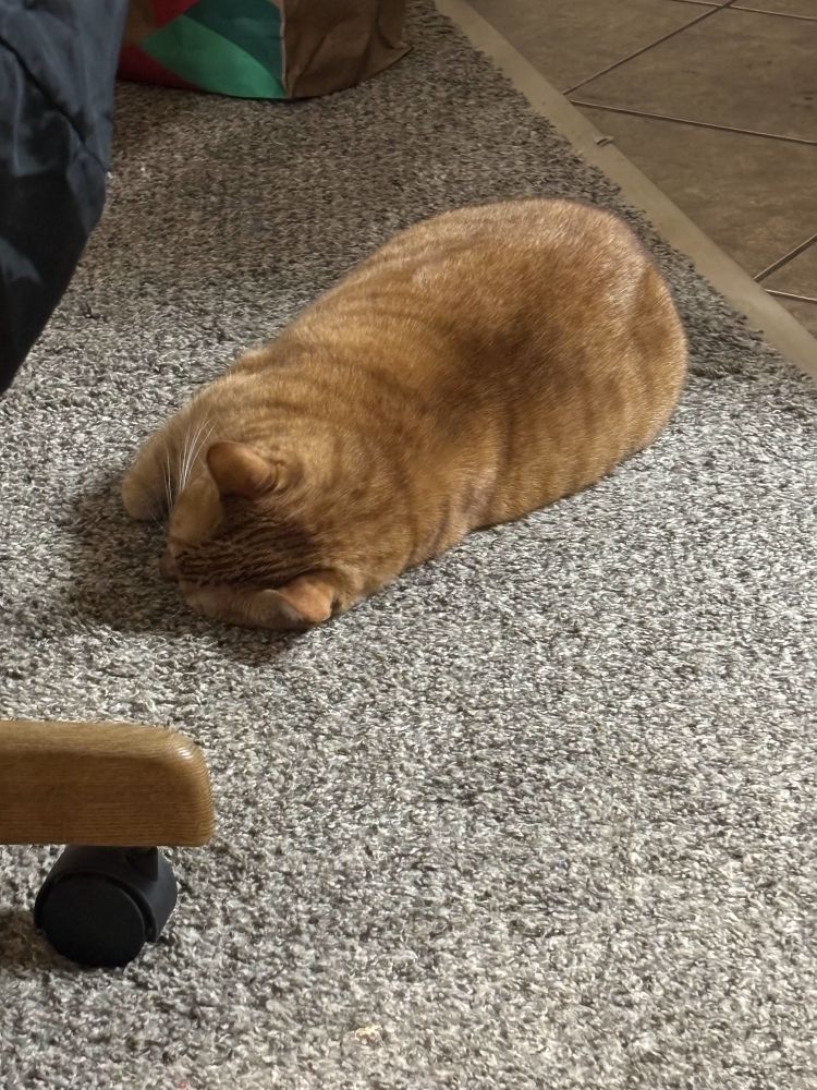 An orange tabby cat lays on her side on gray carpet. She is asleep and looks like a fat loaf of bread. 