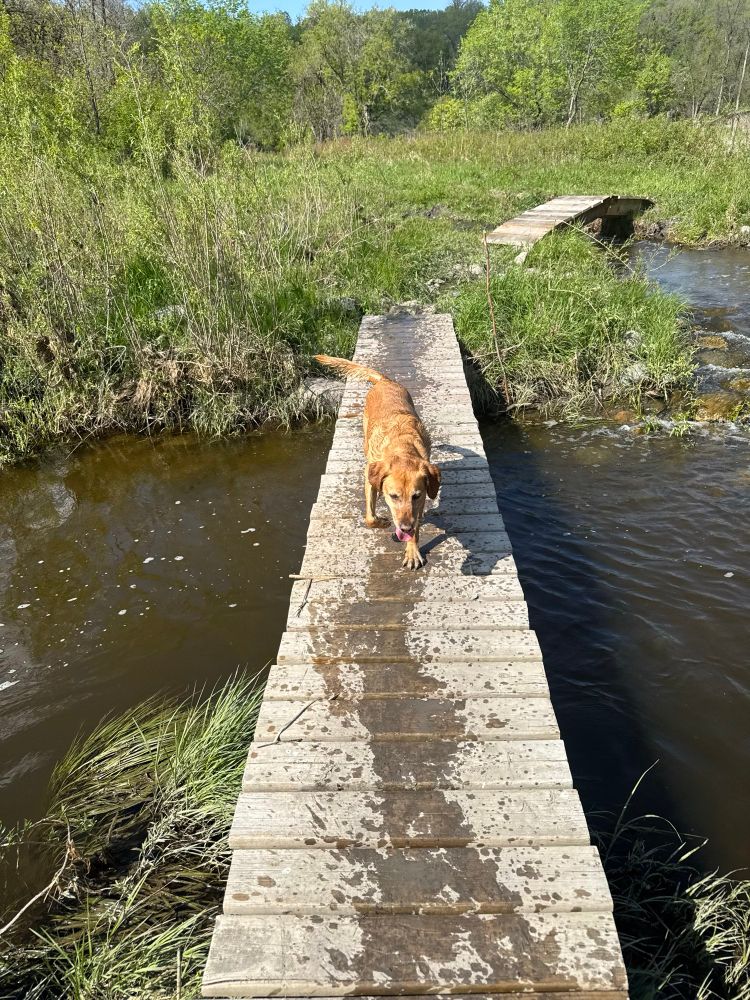 A very wet golden Labrador dripping water while standing facing the camera on a narrow bridge that is crossing a small creek.