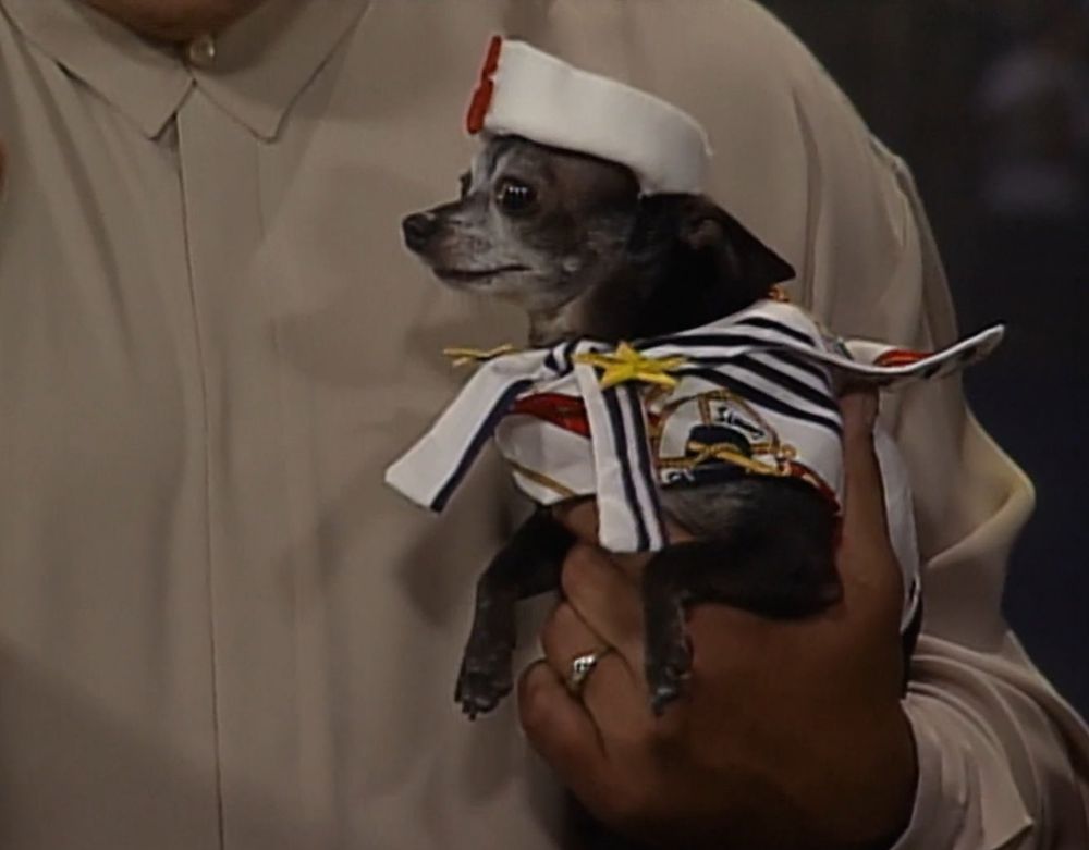 a close-up of pepe being held by mongo, pepe has a sailor outfit on with a white hat featuring a red anchor, and a white coat with some stars and other nautical designs