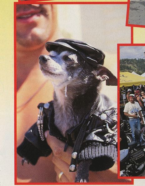an image from the october 1996 issue of wcw magazine featuring a close-up of a shirtless steve "mongo" mcmichael holding pepe wearing a flat biker cap and a leather biker jacket 