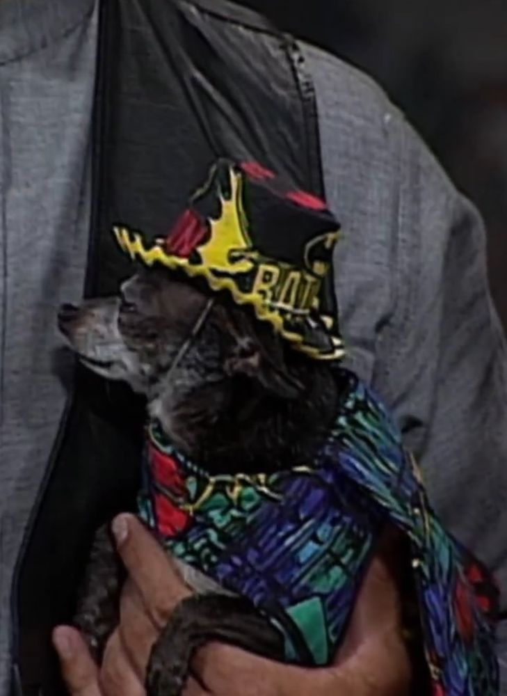 a close-up of pepe being held by mongo, pepe has a very colorful patterned coat on and a colorful hat on, both are reminiscent of "macho man" randy savage's gear style and the hat has a batman logo and says BATMAN on the back