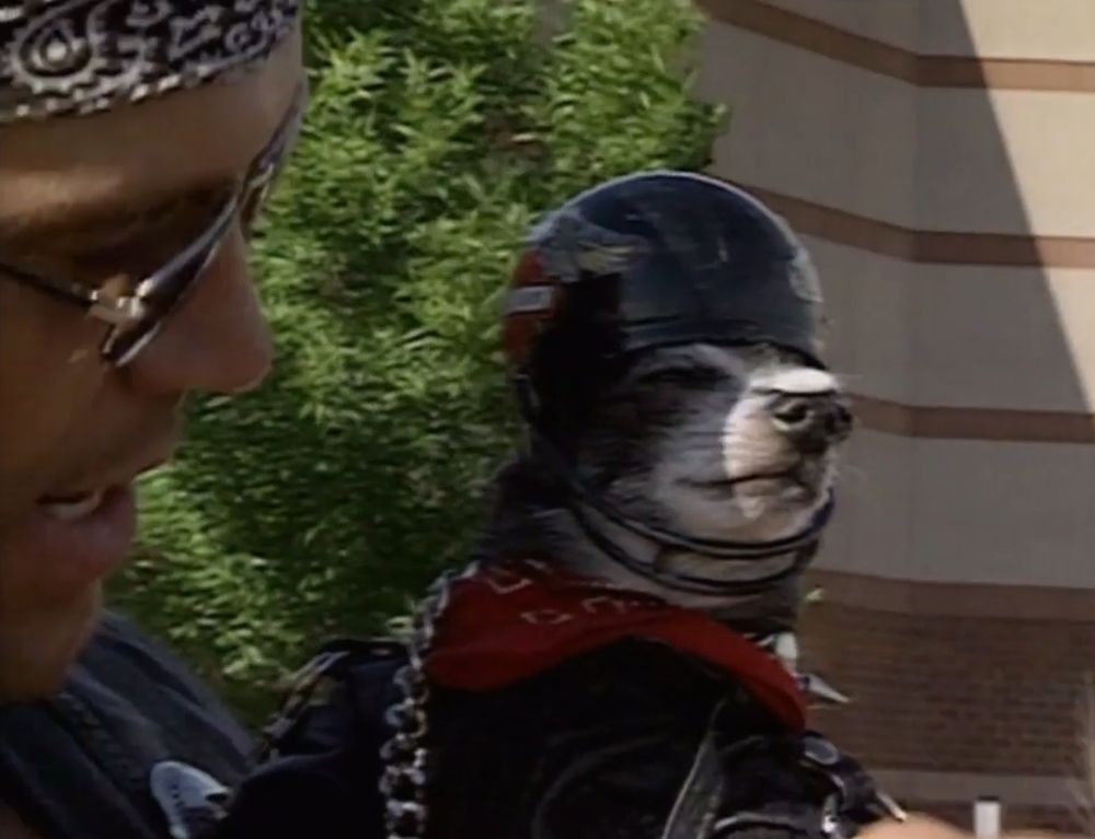 a close-up of pepe being held by steve "mongo" mcmichael, pepe is wearing a harley davidson logo motorcycle helmet that is held on by what looks like a simple football grill, like a combo motorcycle football helmet, pepe also has a black biker jacket, red bandana, and metal chain to really complete the outfit