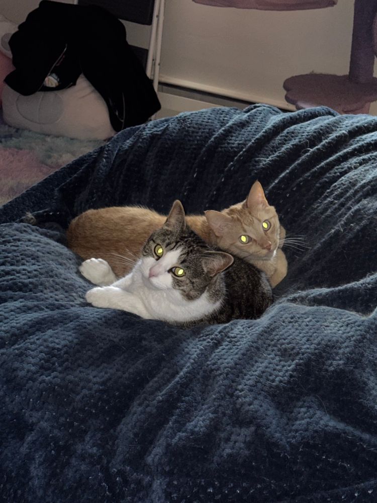 2 cats cuddle while staring at the camera with green flash reflected in their eyes making them look a little spooky.