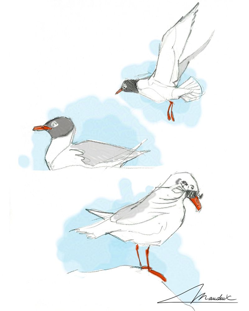 Sketches of mediterranean gull characters. One is flying, an other one on the water and an other one is taking off its sunglasses. 