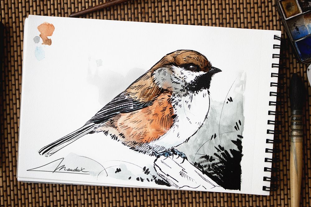 boreal chickadee painted in black Indian ink with some watercolour highlights. Realistic ink sketch-style drawing.