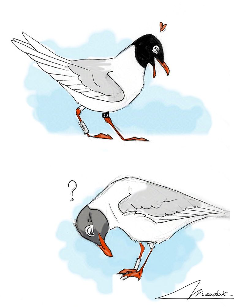 Sketches of mediterranean gull characters. One has a breeding plumage and try to seduce a partner and the other one is looking at it's tags on its legs...