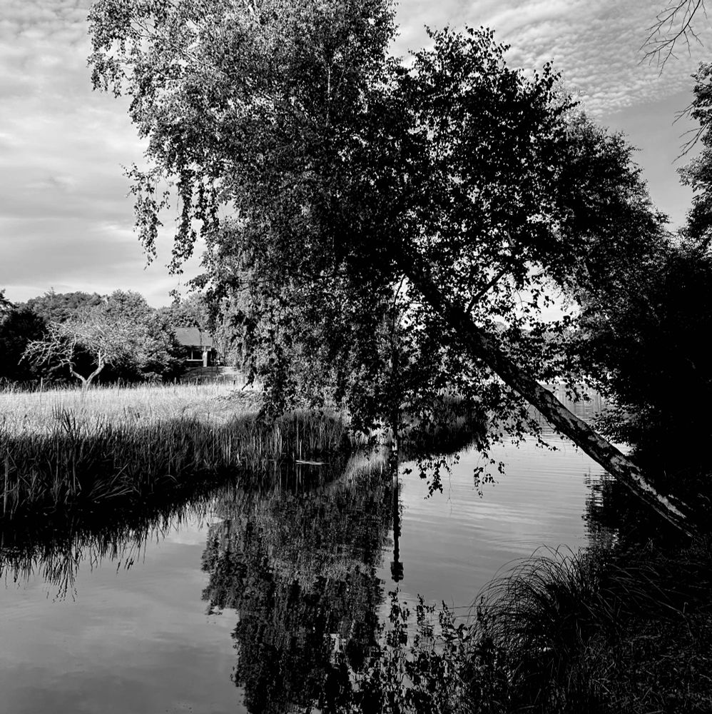 Ein Baum an einem Weiher in Baerenthal in Frankreich.