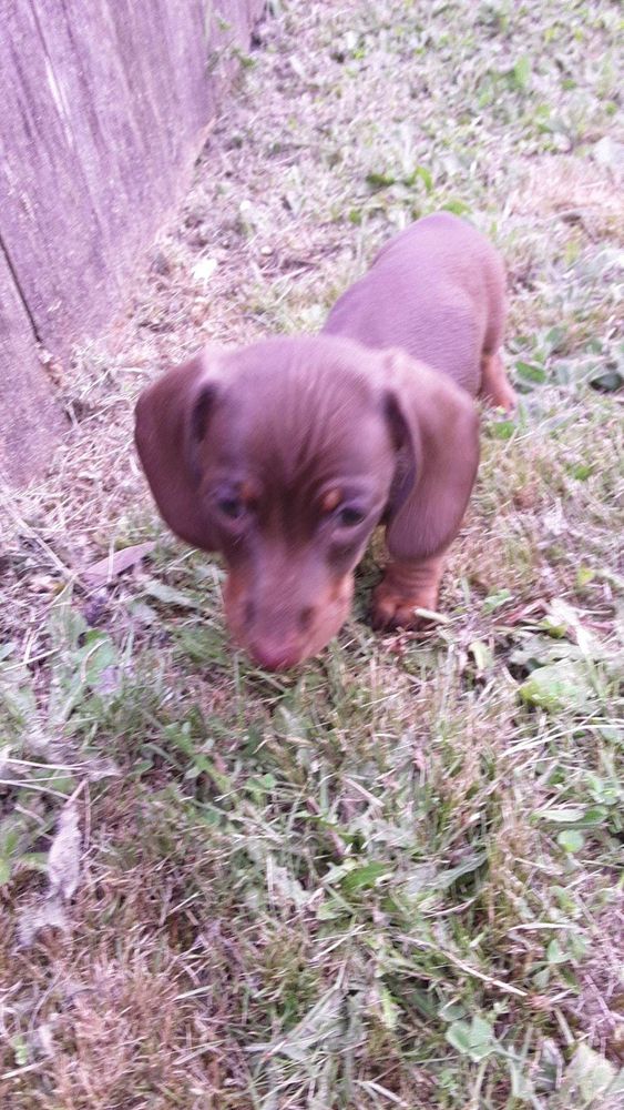 8-week-old chocolate mini dachshund standing by a fence.