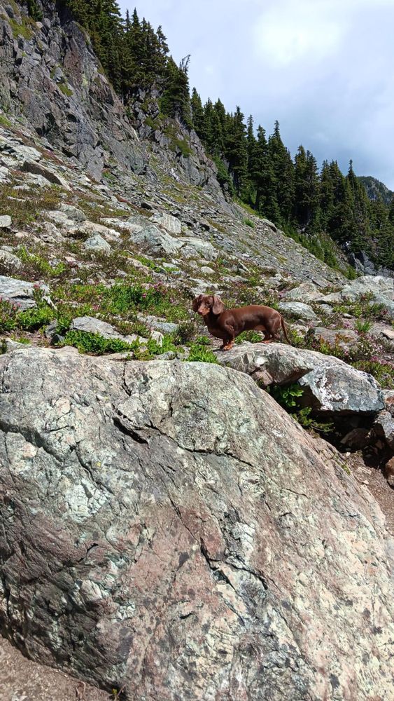 The same chocolate mini dachshund 2 years later standing on a rock near the top of a mountain.