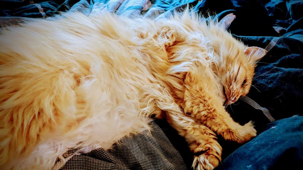 Sehr flauschiger roter Kater schläft tief und fest auf dunkelgrauer zerklüfteter bettwäsche