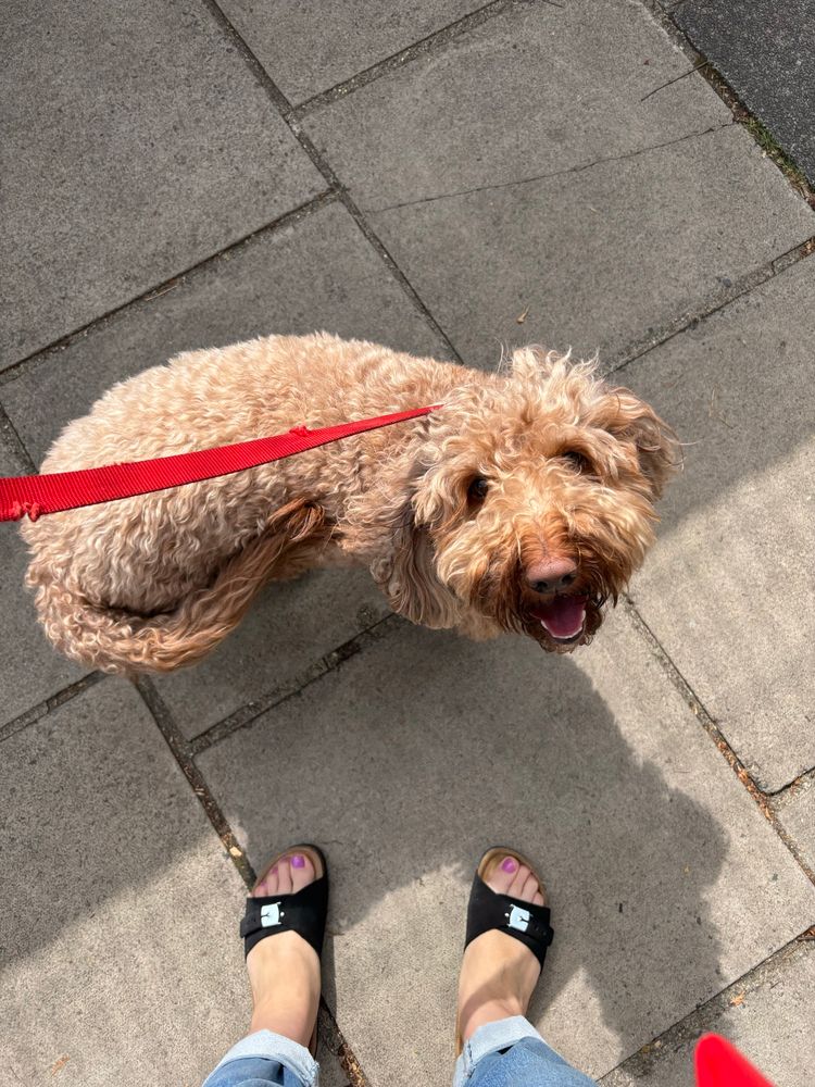 Enthusiastic looking cockapoo on a red lead. My black sandalled feet are also in the photo.