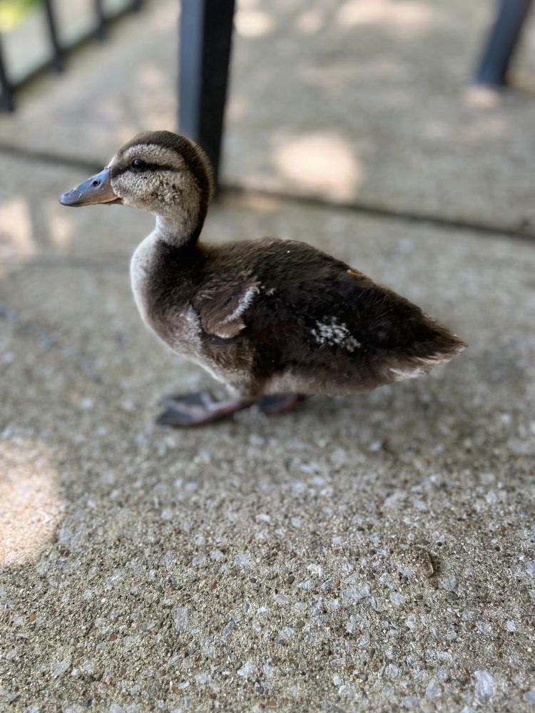 Baby duck on a concrete patio 