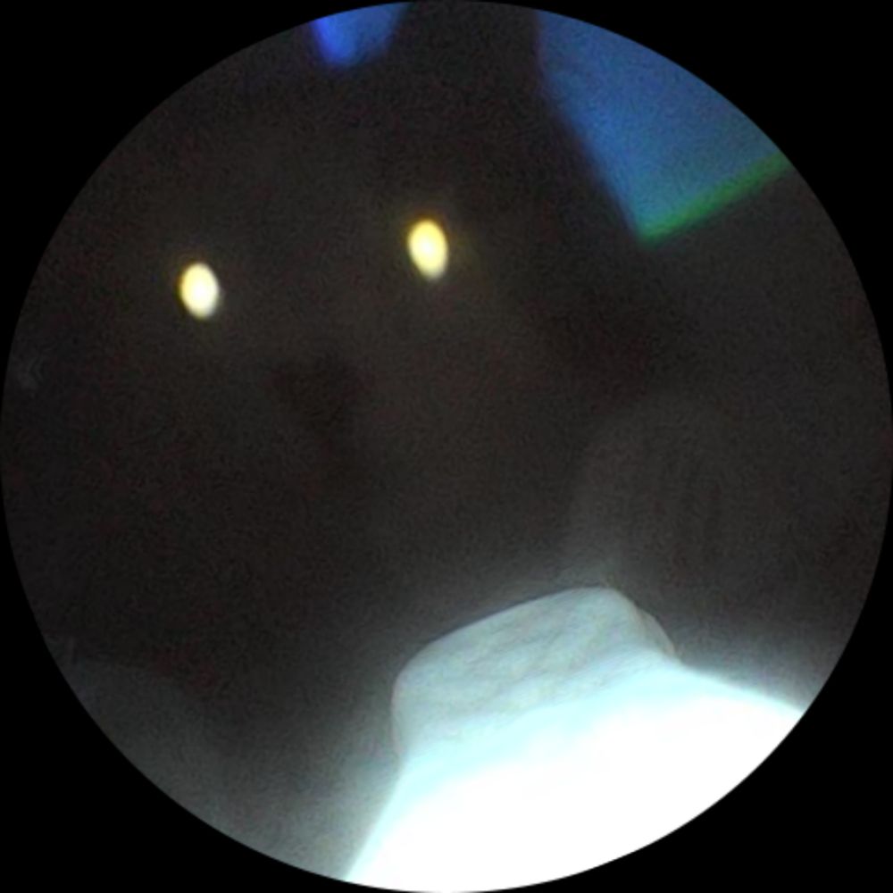 White cat staring straight ahead with glowing eyes