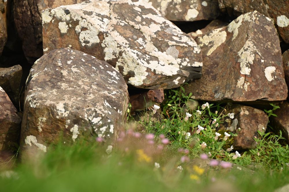 A stoat pops out from under a group of rocks