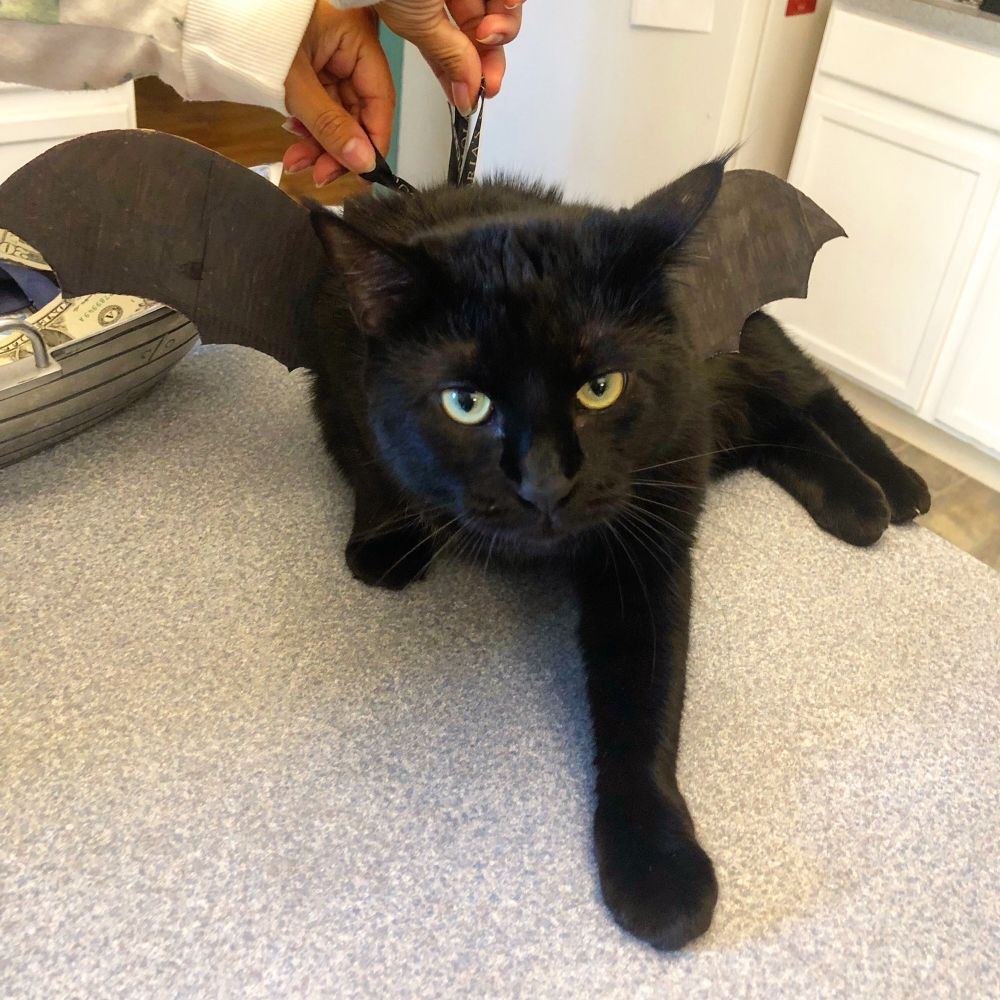 Luna, a black cat, with cardboard wings around her arms