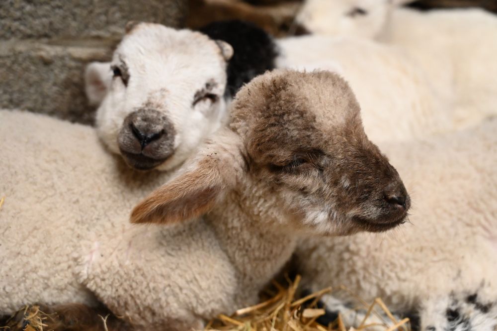 Two small sheep, one resting its head on the other