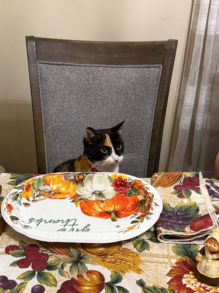 A calico cat at the dinner table