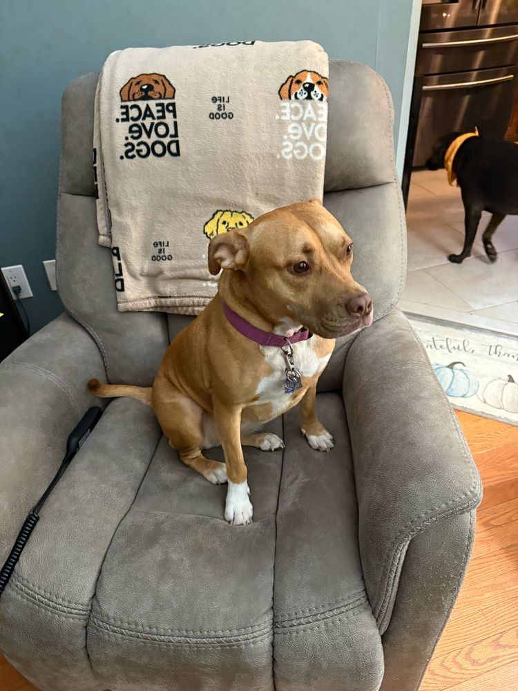 A small, brown pitbull mix sitting on a recliner