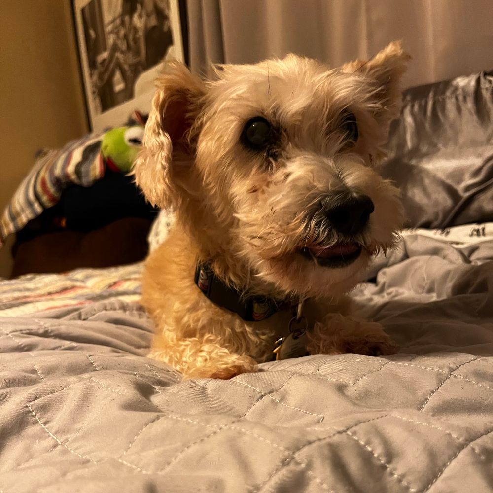 Small tan shaggy dog with one ear sticking up and the other ear flopping down. He is laying on his belly on a bed. 