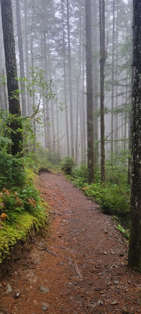 Rainy trailwith fog and dense trees