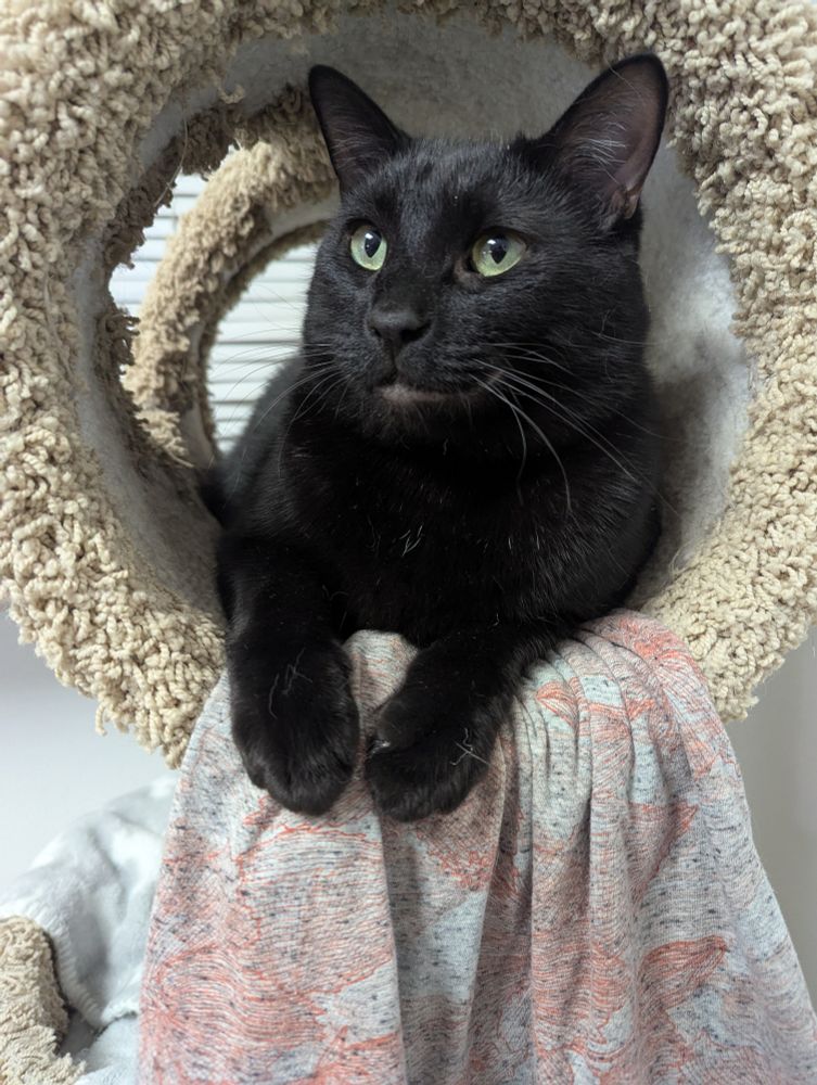 truffle, black cat, laying in his tube in his tree. 