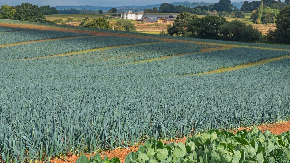 View of a lush leek farm with rows of mature crops under a clear sky, with small white buildings in the background surrounded by trees in a rural landscape.