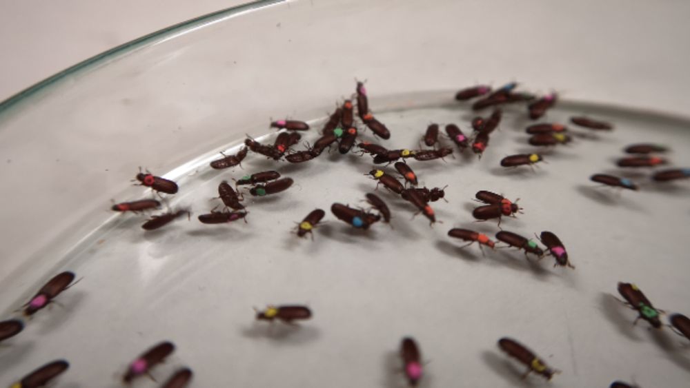 Numerous fruit flies, each marked with different colors, inside a glass petri dish for scientific research.