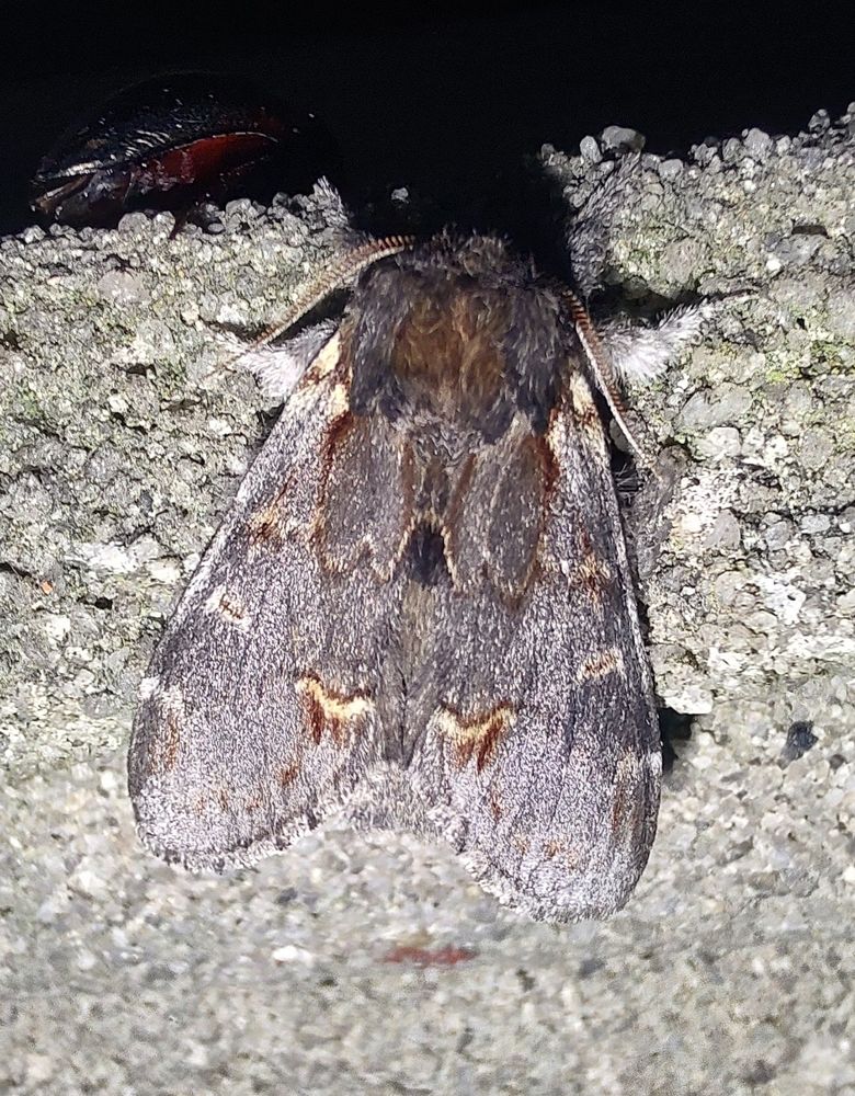 Dromedarspinder, Notodonta dromedarius