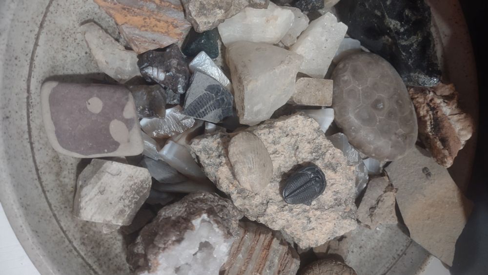 Just your normal pile of #fossils and #rocks that everyone has laying around. Nothing weird.
