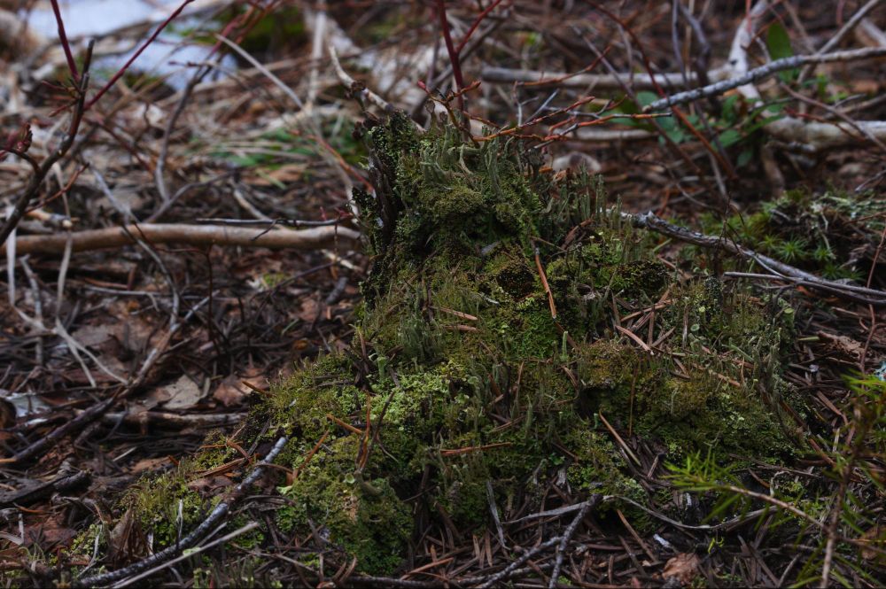 Moss and Lichen growing on a rotted stump