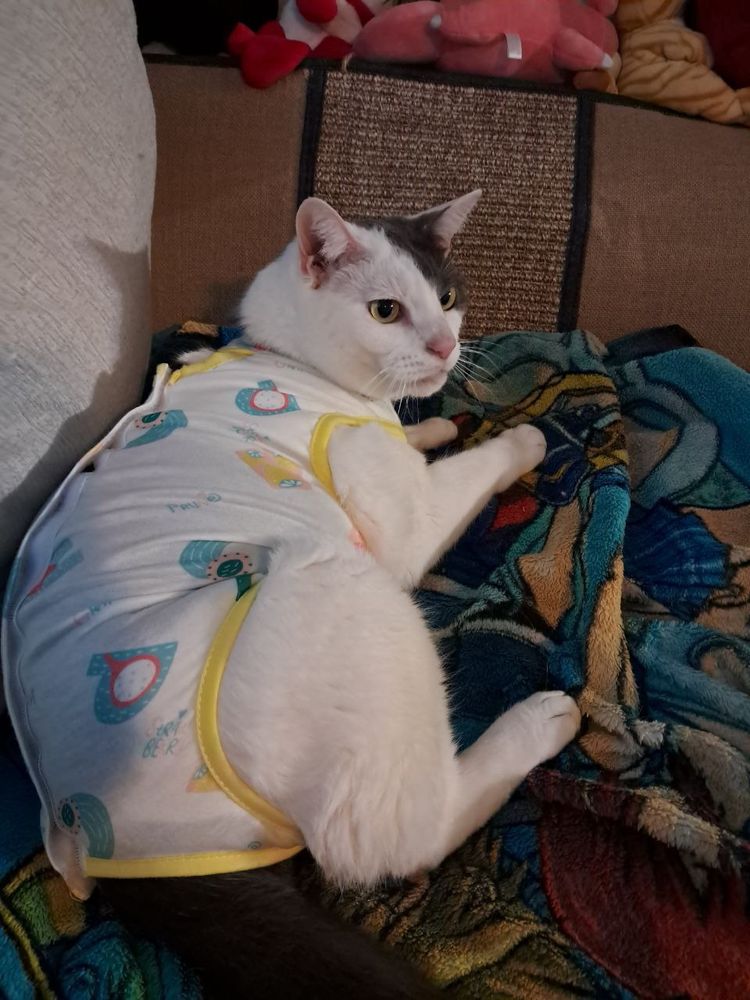 photo of a gray cat with high white spotting in an embarrassing little onesie