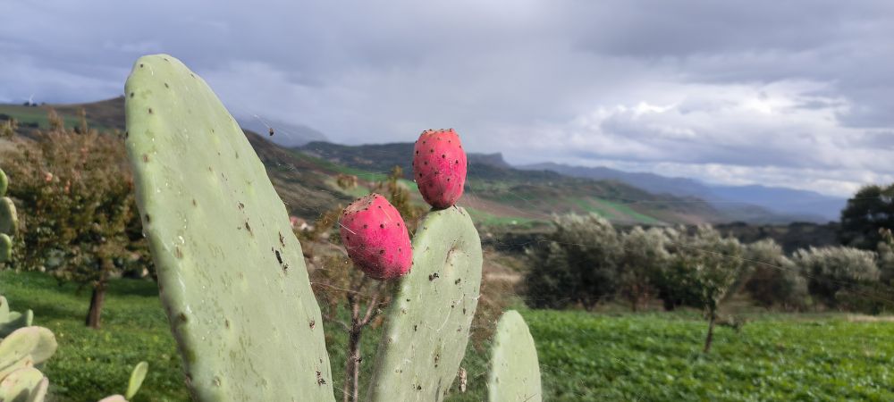 Two bright red prickly pears, on a beautiful green landscape.