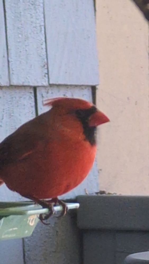Picture of a plump rod Northern Cardinal on the edge of a bird feeder